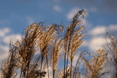 DSCF5364